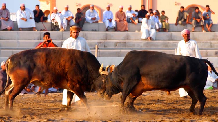 Little-known bullfighting tradition lives on in UAE village