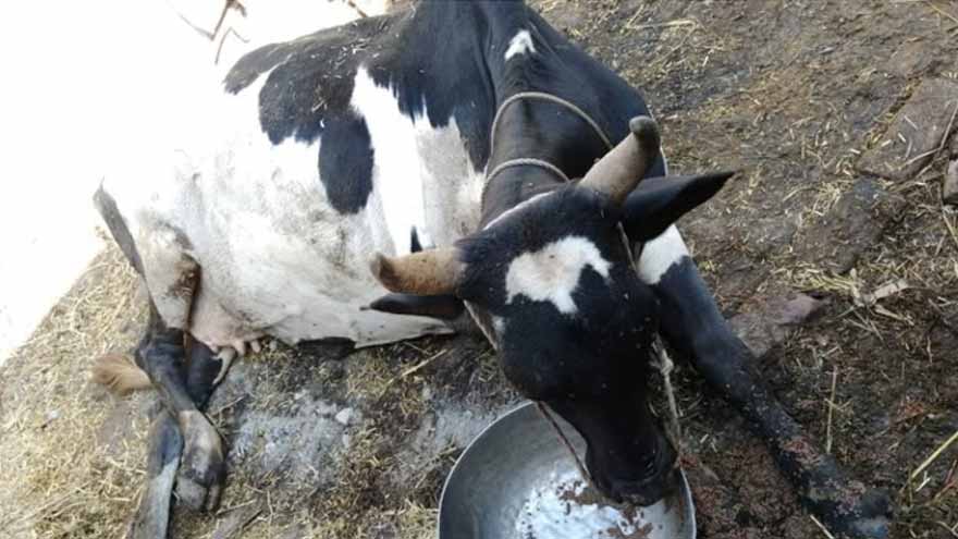 Landlord allegedly chops off cow's leg for entering corn crop in Rajanpur